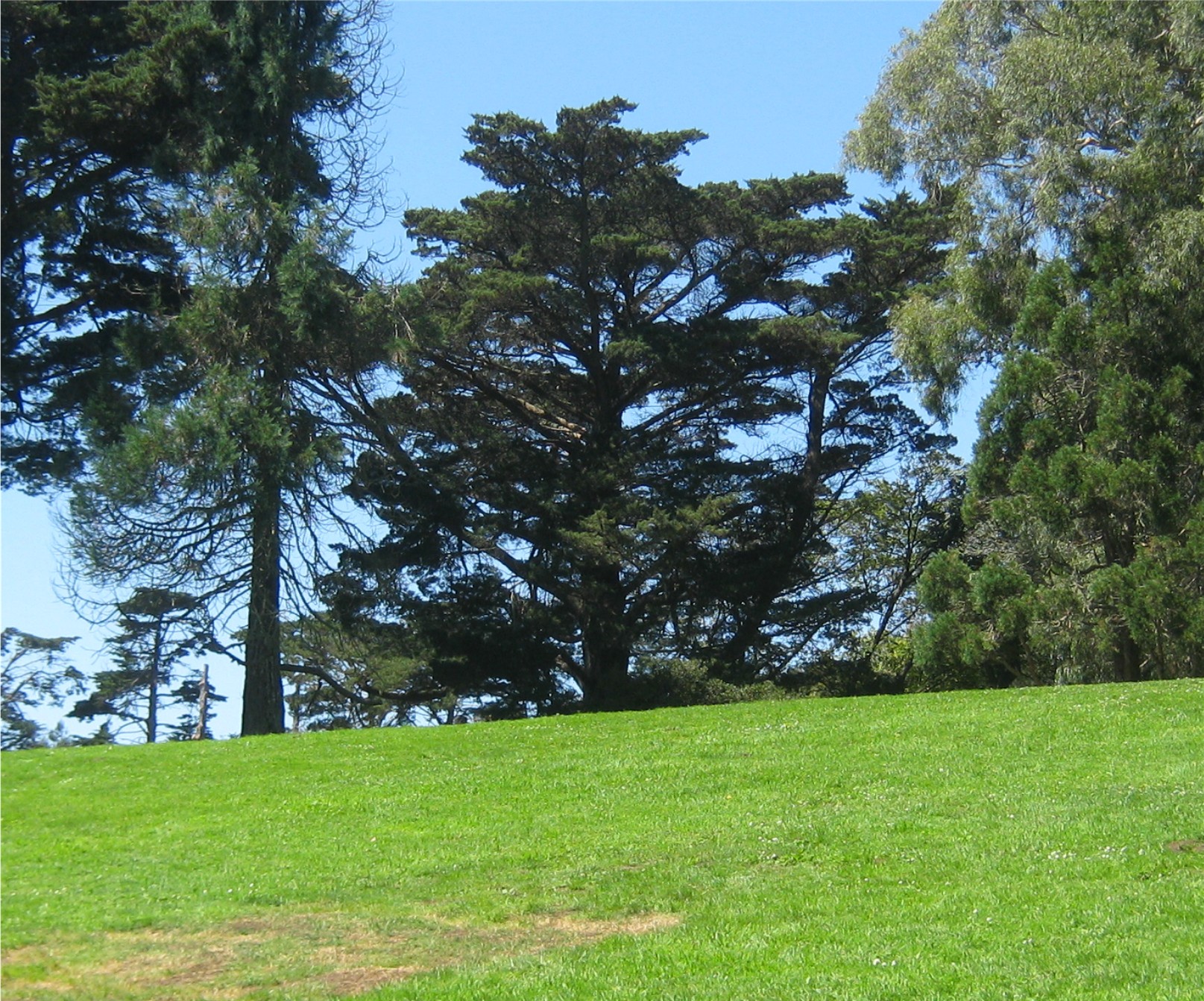 SummerHippieHill2use